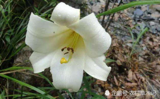 这种 鳞茎 太珍贵了 山里遇见 请别采挖 谢谢 鳞茎 百合