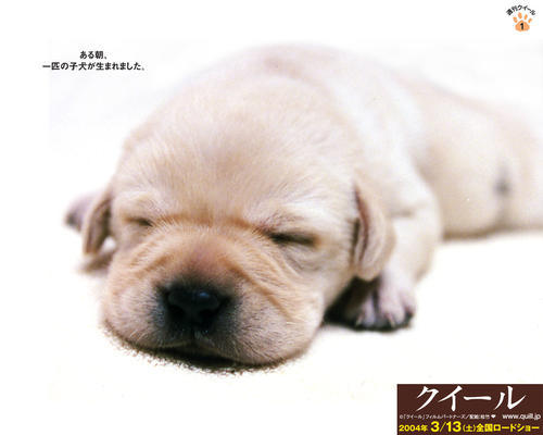 关于狗狗的感人电影,你知道几部?最后一部让人