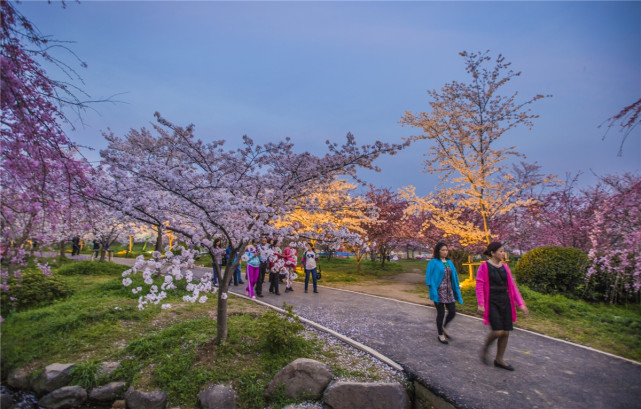 東湖磨山櫻園與日本青森縣的弘前櫻花園,美國的華盛頓州櫻花園並稱為