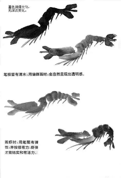 国画图文:写意大虾详细步骤图解