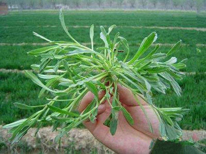 农村这种野菜可以当野菜,做药材,你知道这种野菜叫什么名字吗?