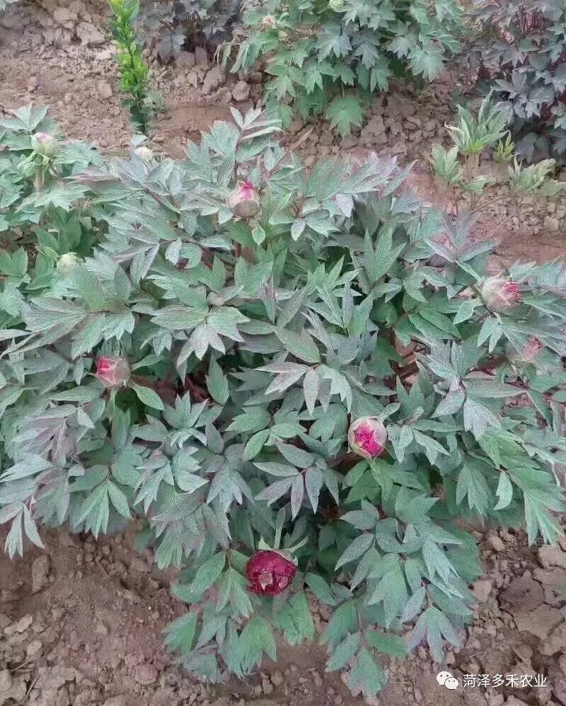如何预防春天牡丹花蕾回缩问题 腾讯新闻