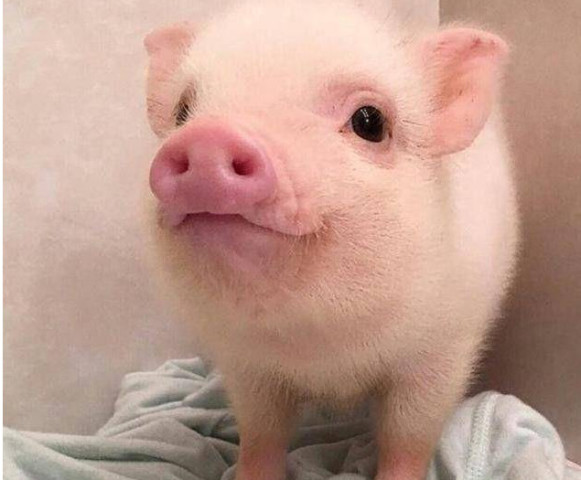 男子网购宠物猪,两月后追加评论,看到照片后商家怒了!