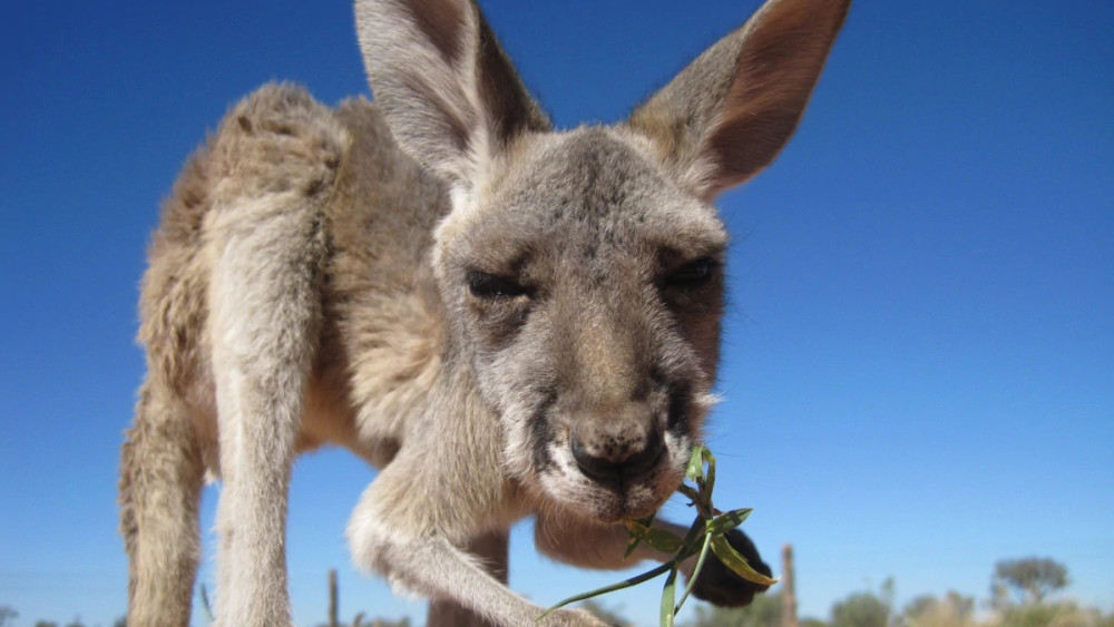 篮球世界杯32强记忆点大狂欢:没想到你们是这