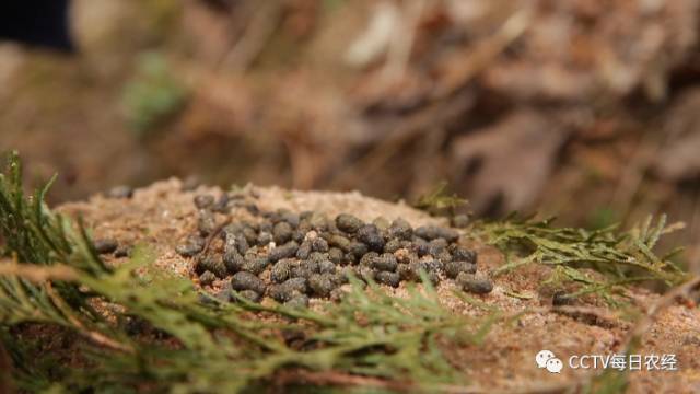 这种动物能飞能跳能入药养殖还能赚钱它是谁