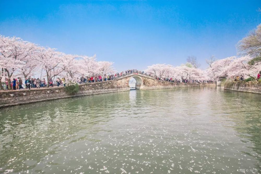 最美不过樱花季国内超美的赏樱圣地盘点不出国门看樱花