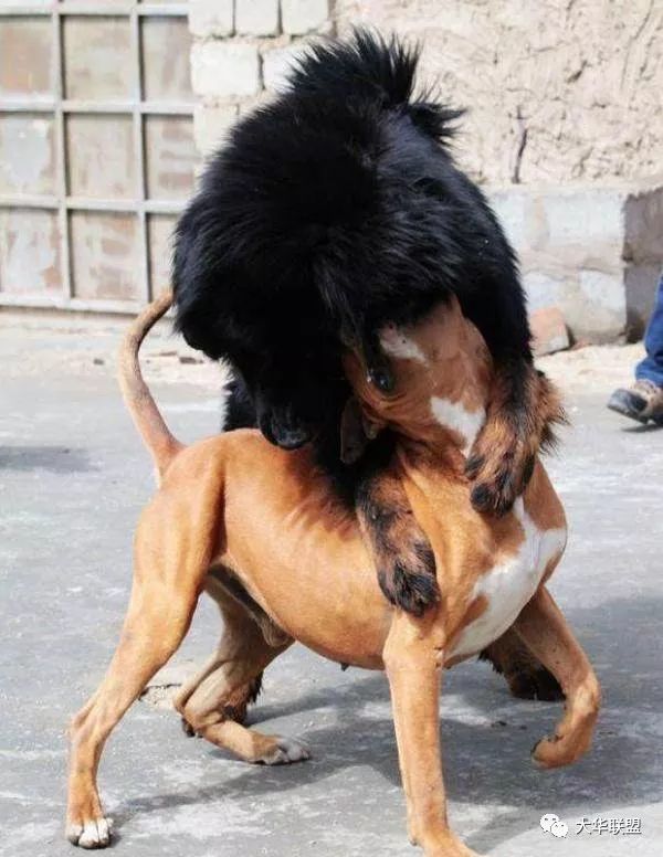 中国藏獒大战美国比特犬,世界猛犬之间的较量!