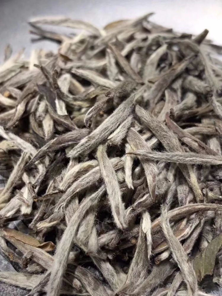 别被忽悠了,2019福鼎春白茶最准确采摘时间在