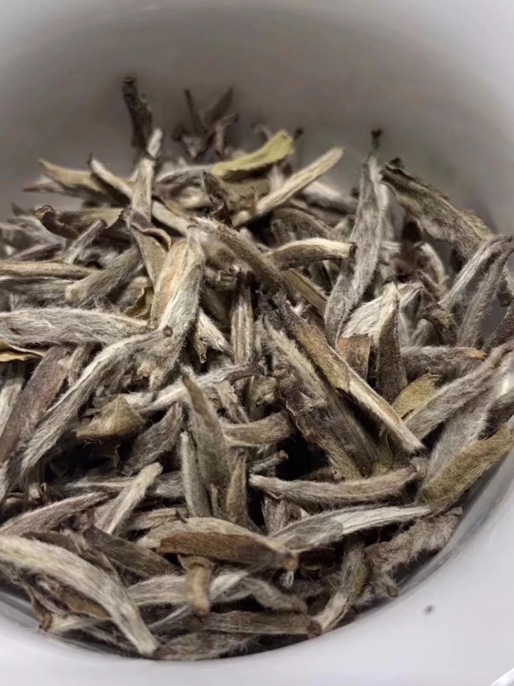 别被忽悠了,2019福鼎春白茶最准确采摘时间在