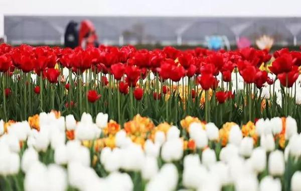 すべての花の画像 新鮮な3月花