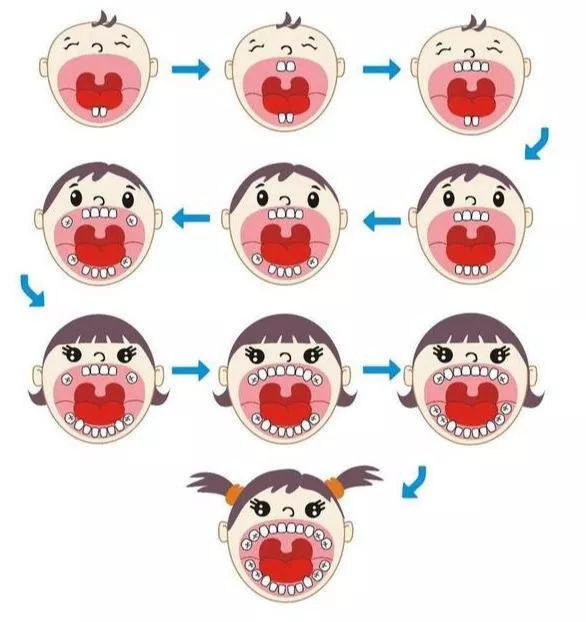 還在為寶寶出牙煩惱一張圖告訴你寶寶的牙齒是怎麼長的