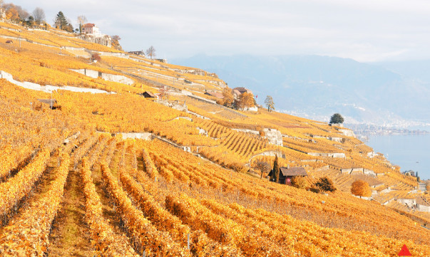 克拉普:沿海的小产区,主要混酿的红葡萄酒由歌海娜,西拉和慕合怀特