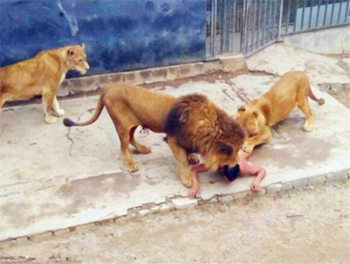 导致狮子被击毙,得知真相后引人愤怒|狮子|动物园|老虎