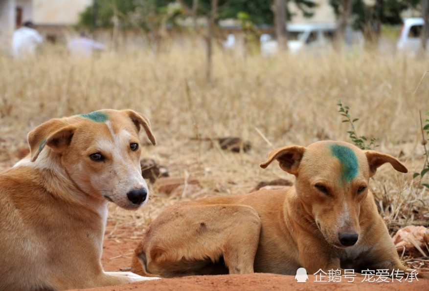 狗狗得了狂犬病的4个症状,关键时候能保命