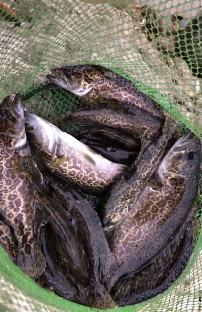 钓鱼烧钱?小伙长江钓黑鳜鱼,一次可卖上千元