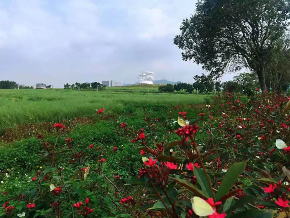 2019深圳光明小镇国际半程马拉松赛报名方式