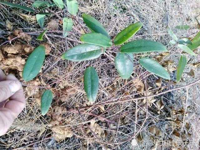 这种植物 它的根十分珍贵 用来煲龟汤是一绝 一斤100元 植物 土茯苓