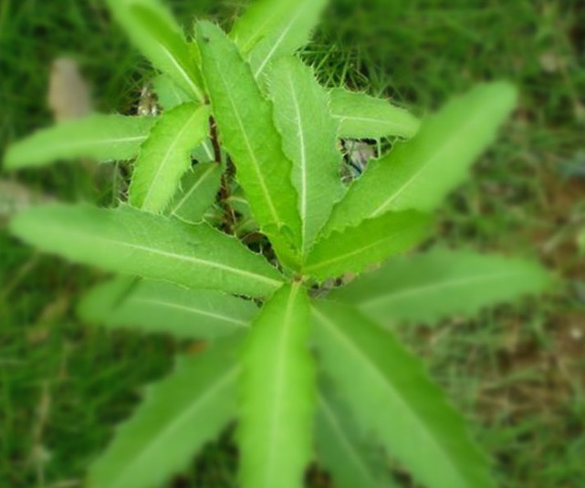 春天必吃"七七芽,止血减肥降血压,简单易做!