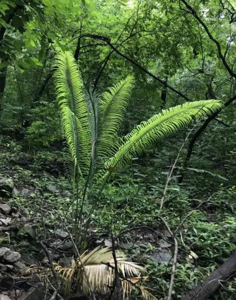 陈氏苏铁还要做什么,栖息地才能守住?