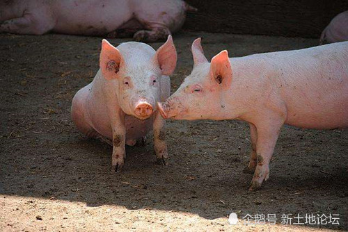 2019在农村养殖什么有补贴拿?附补贴标准一览