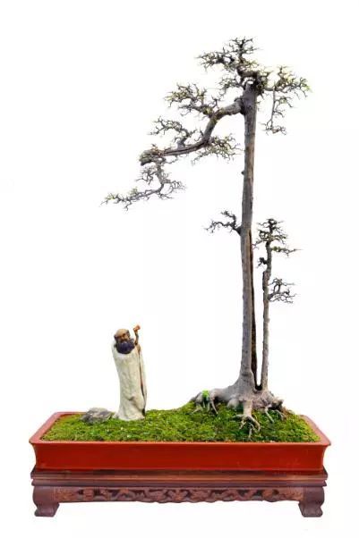 文人树仙风依依行云流水