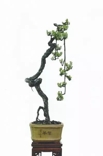 文人树仙风依依行云流水