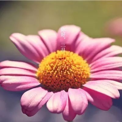 最美|三月你好！最美三月简短暖心问候 三月唯美图片走一波