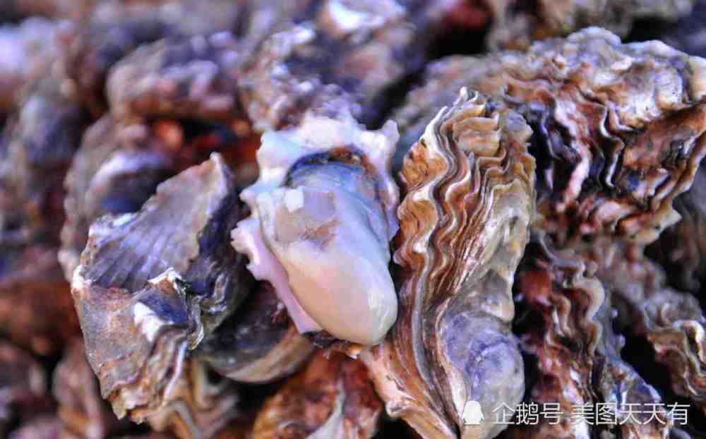 山东红岛海蛎子肥 6元一斤一天上岸数千斤 吃货妹子敞开"造"