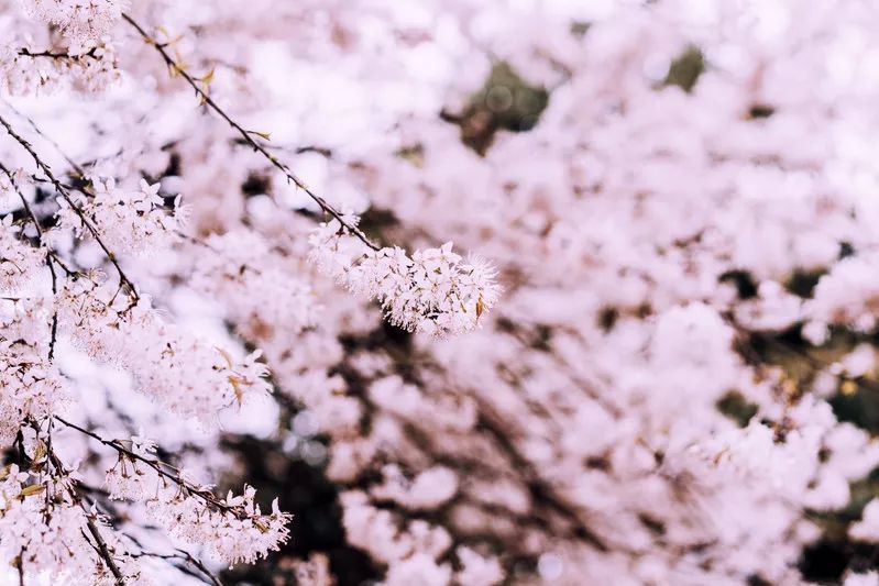 云龟山樱花节图片