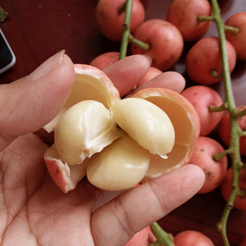 这种野果果实美味,多数北方人都没吃过,南方很多农村却都能找到