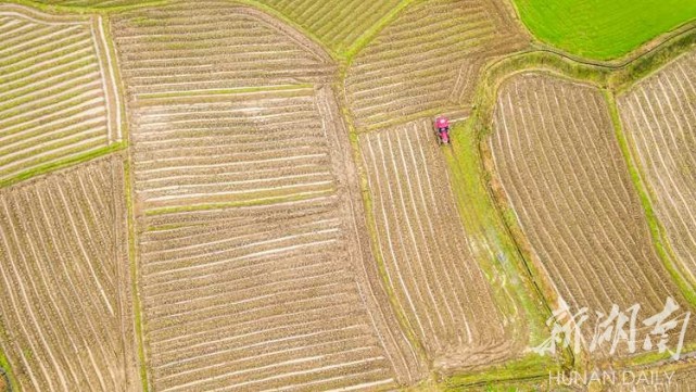 永州东安烟田翻耕起垄成行成排 宛如五线谱