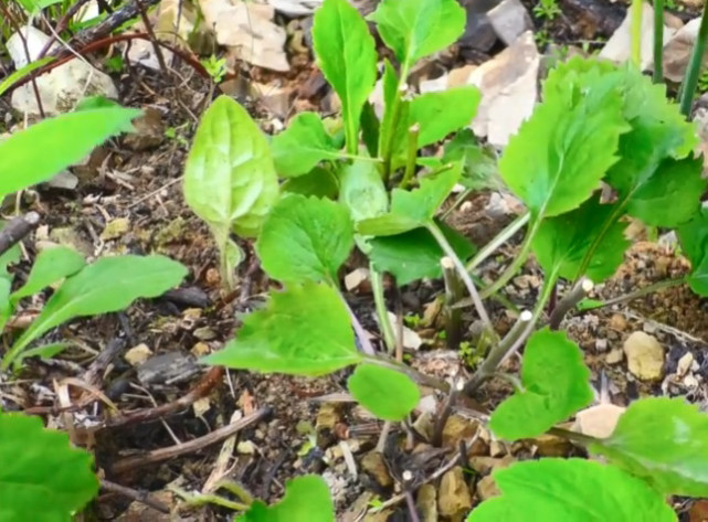 山坡长了一大片野菜,妹子过来却只挖走这些菜根,是什么好东西?