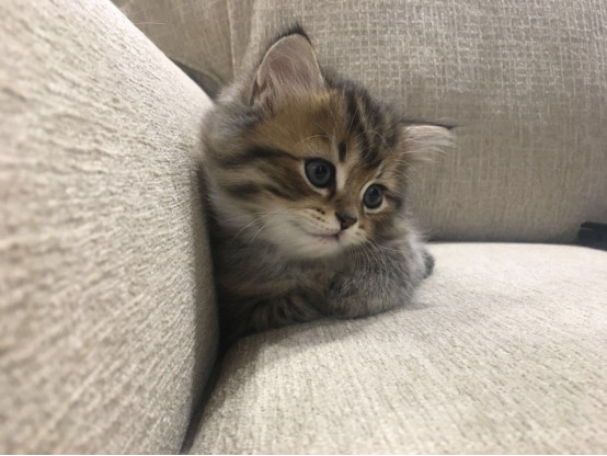 公猫绝育后要注意哪些问题?它的性格会变化吗