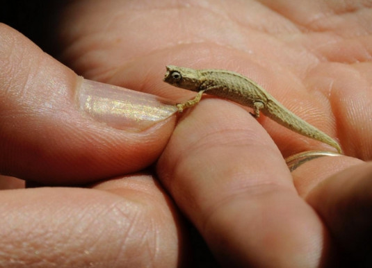 6种世界上最小的动物,模样非常可爱,最小竟然还没有硬币大小!