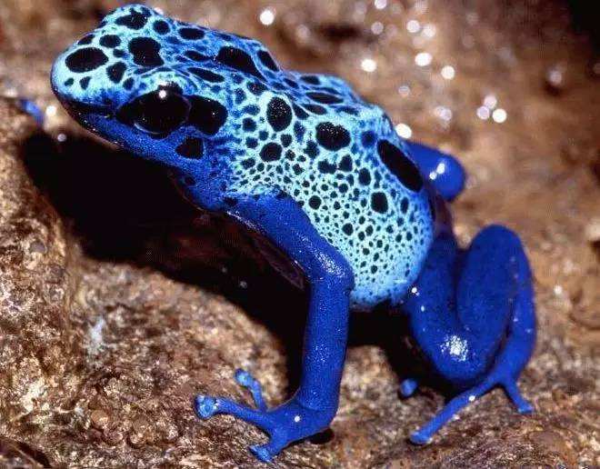 这种青蛙身材很小,却没有捕食者敢招惹,蛇看到都得绕道