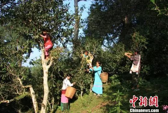 2019年春茶价格走势如何?古树茶是涨是跌?权