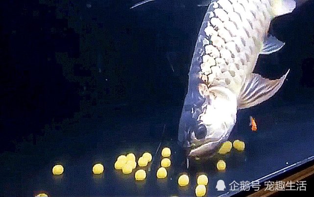 金龙鱼突然下蛋主人开心过头结果下个动作让他猝不及防