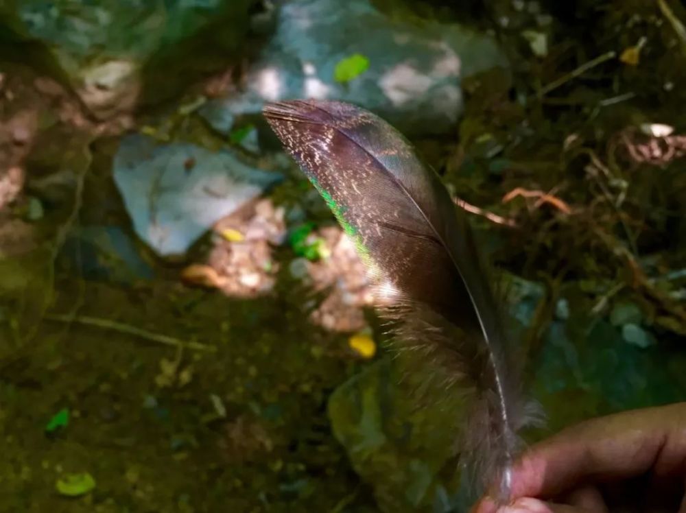 王新越|从山野常客到濒危物种：两种中国本土龟类的悲歌