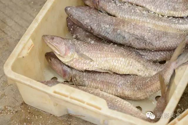 常见海水鱼类图谱大全