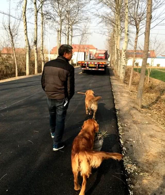 男主人要下地干农活,三只金毛自觉分配了任务,路人一看羡慕无比