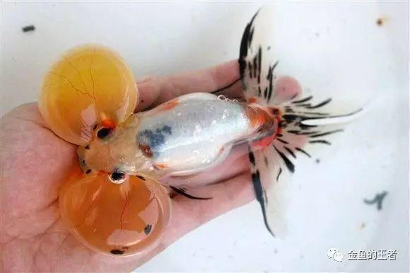 水泡饲养的三大难点以及解决方法 腾讯新闻