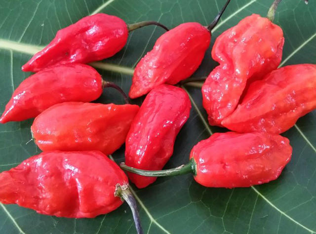 说起死神辣椒相信大家都有所耳闻,而它主要产自美国南卡罗来纳州米尔