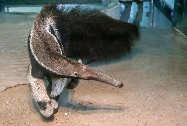 食蚁兽当真长得如此奇葩?网友:舌头一秒可伸缩三次,真乃神兽也