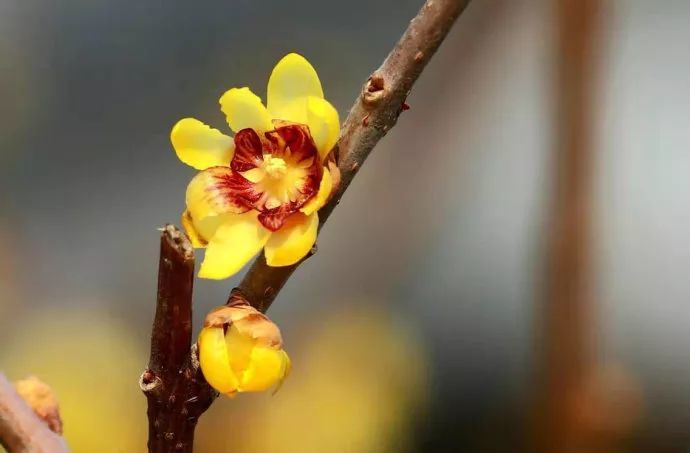 目前,玉淵潭公園內種植的梅花品種園內迎春,梅花將陸續開放.