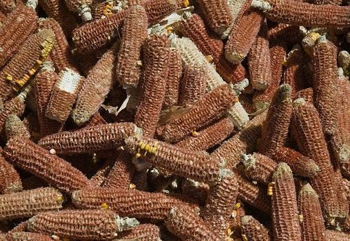 农民不要的玉米棒芯,小贩高价收购,2毛一斤,有利润?答案来了