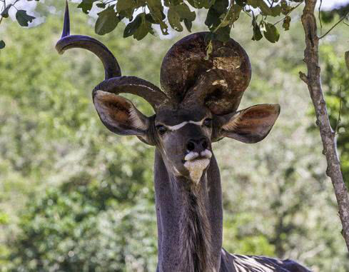 男子林中发现怪羚羊,独角还长有颗大怪石,一个善举意外救助了它