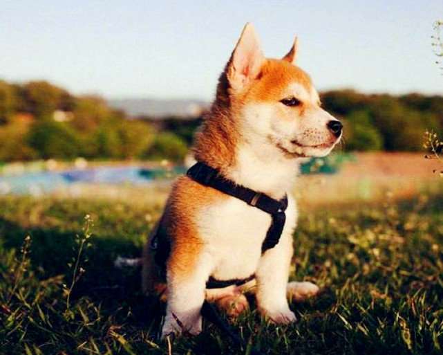 周二农历正月廿九 哪些属相要多须谨慎 属相 破财 午马 东北