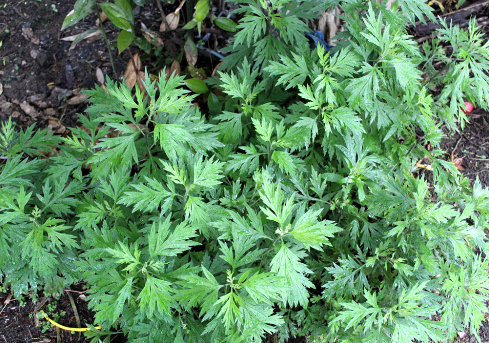 這種植物它是百草之王,農村人一見到就挖,保胎安神,寓意是辟邪