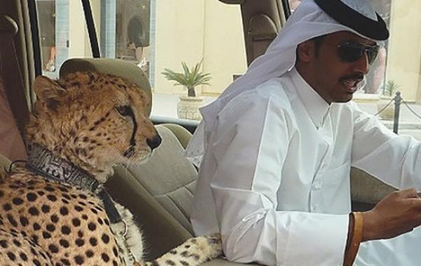 世界上最贵的卫生纸,一卷就要800多万,被迪拜土豪收藏