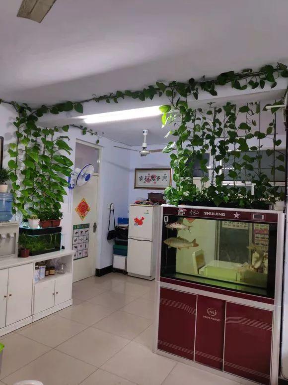 养绿萝 拉一拉 长得满屋都是 4个方法一学就会 腾讯新闻